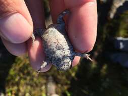 Image of Mountain Rain Frog