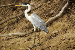 Image of Cocoi Heron