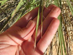 Image of Yucca utahensis McKelvey