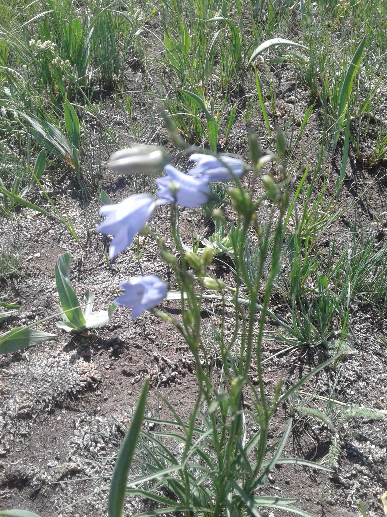 Imagem de Campanula alaskana (A. Gray) W. Wight ex J. P. Anderson