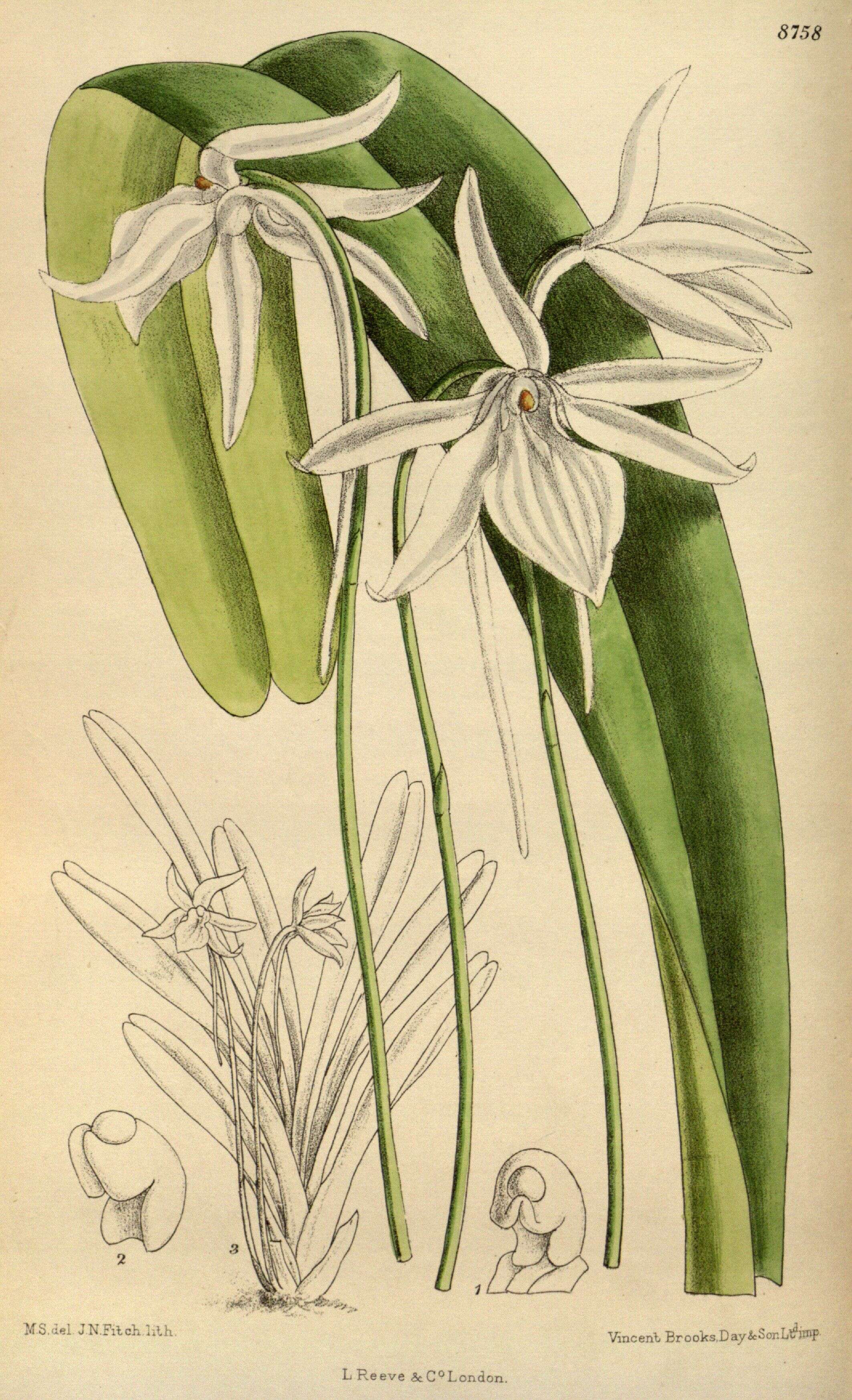 Image of Jumellea arachnantha (Rchb. fil.) Schltr.