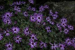 Imagem de Pericallis lanata (L'Hér.) B. Nord.