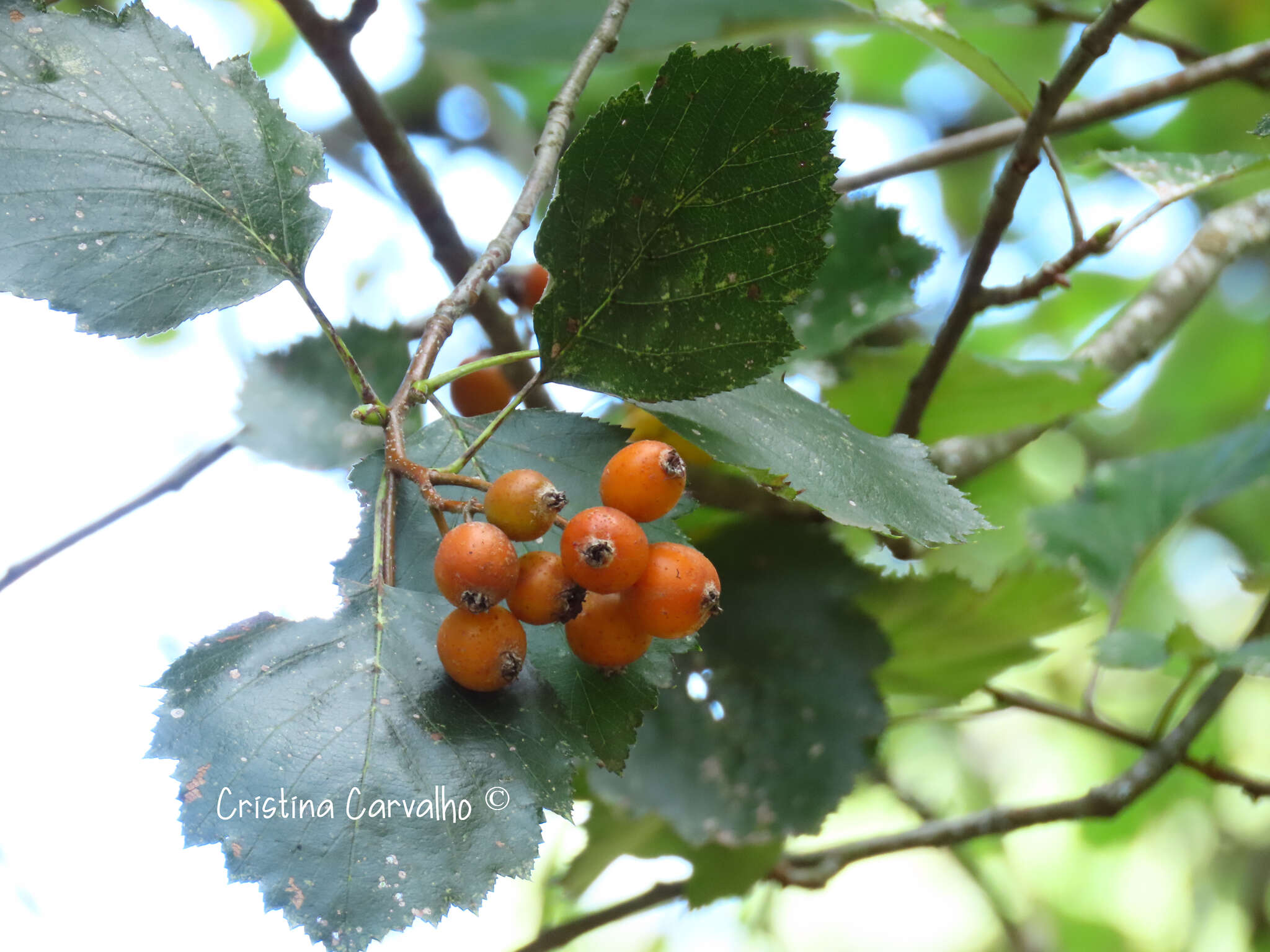 Image de Karpatiosorbus latifolia (Lam.) Sennikov & Kurtto