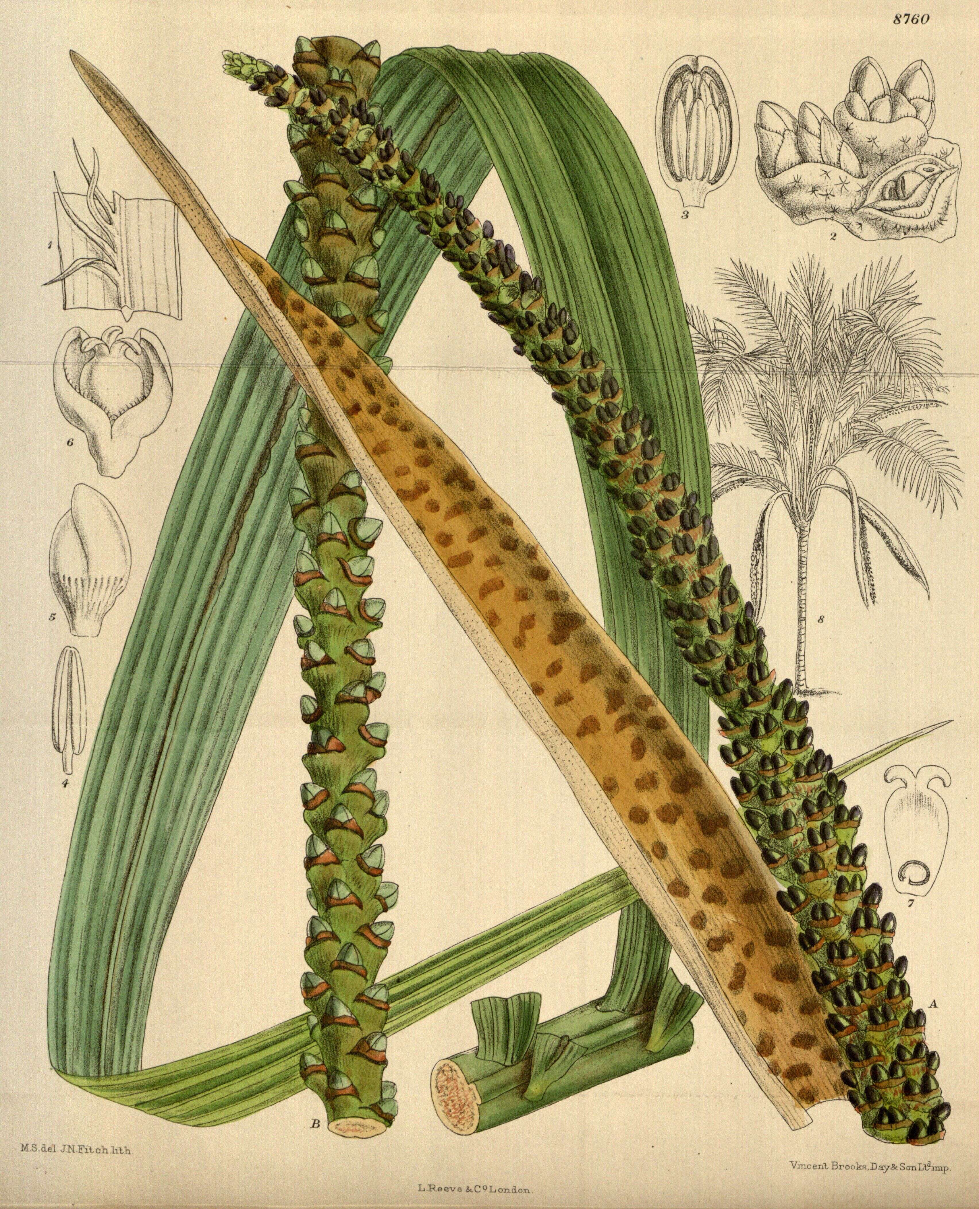 Image of Curly Palm