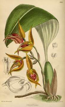 Image de Bulbophyllum uniflorum (Blume) Hassk.