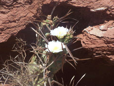 Image of Tephrocactus articulatus