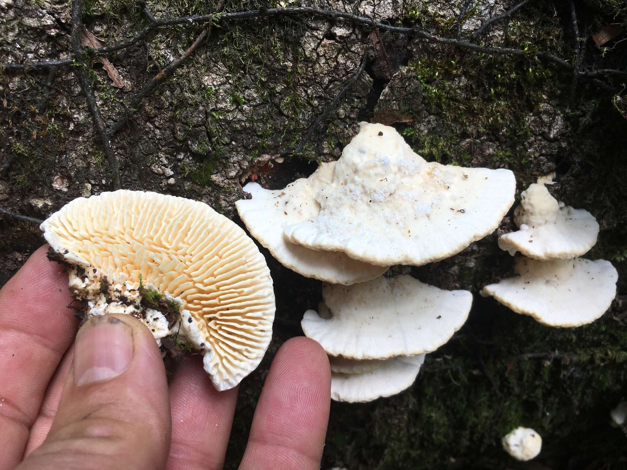 Image of Trametes vespacea (Pers.) Zmitr., Wasser & Ezhov 2012