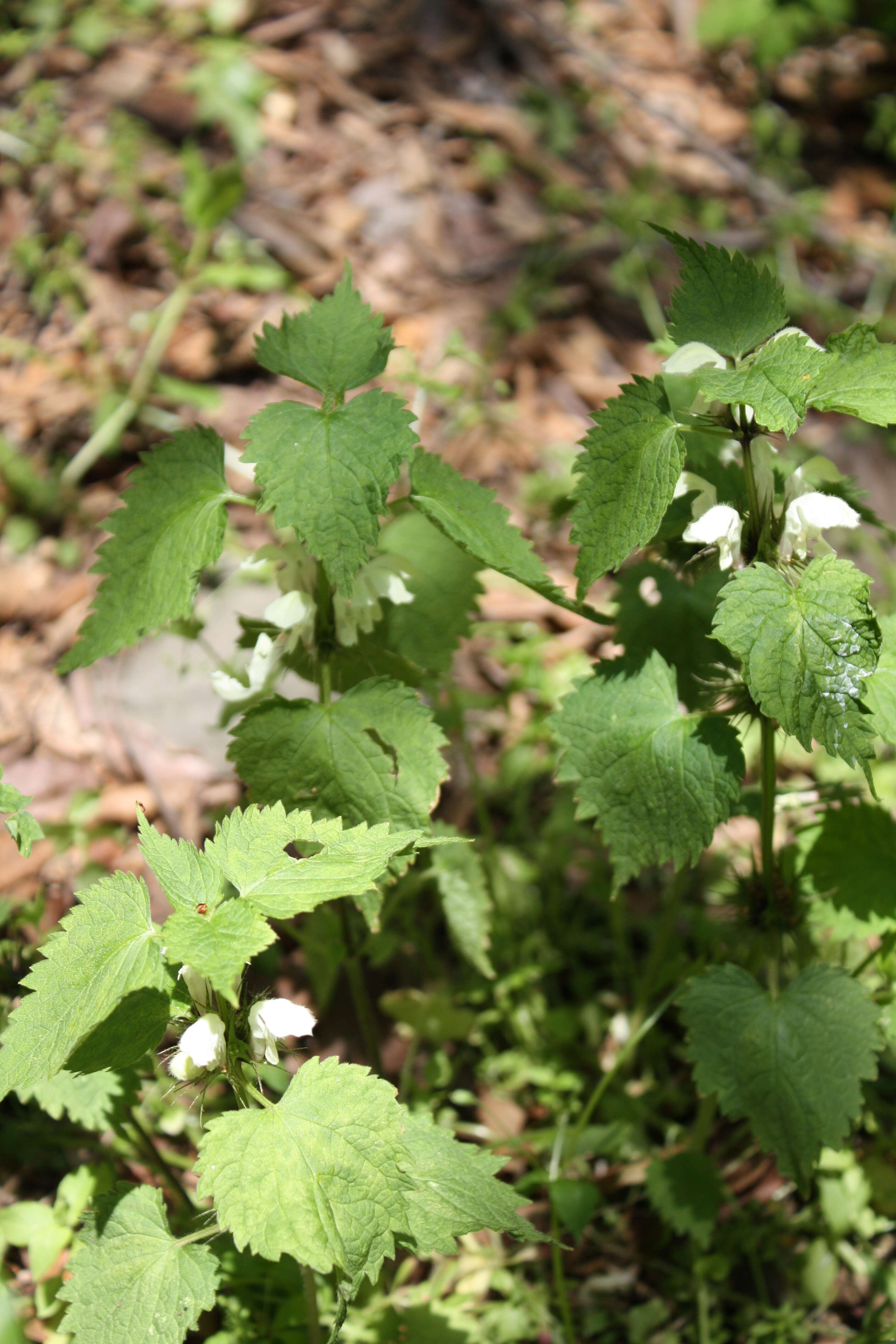 Image of white deadnettle