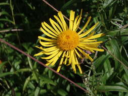 Image of Inula salicina