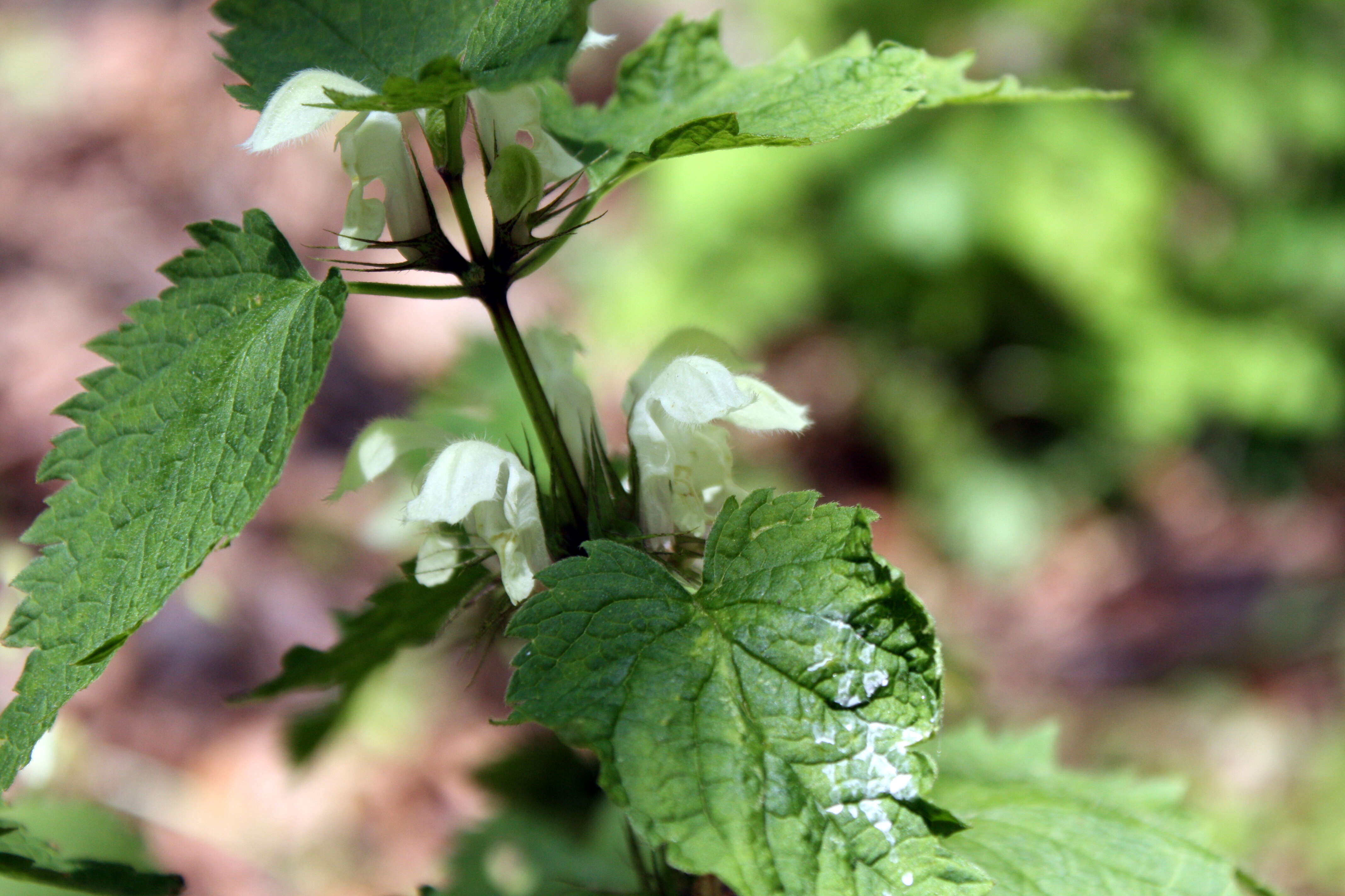 Image of white deadnettle