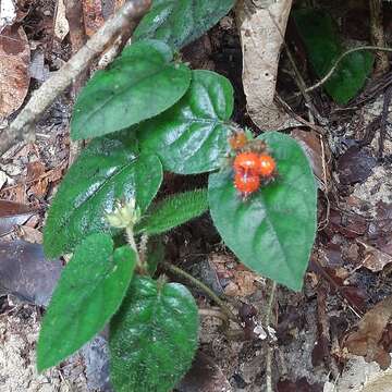 Image of Geophila cordifolia Miq.