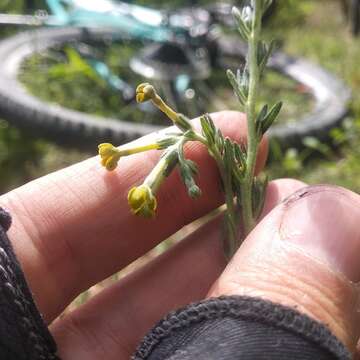 Plancia ëd Lithospermum strictum Lehm.