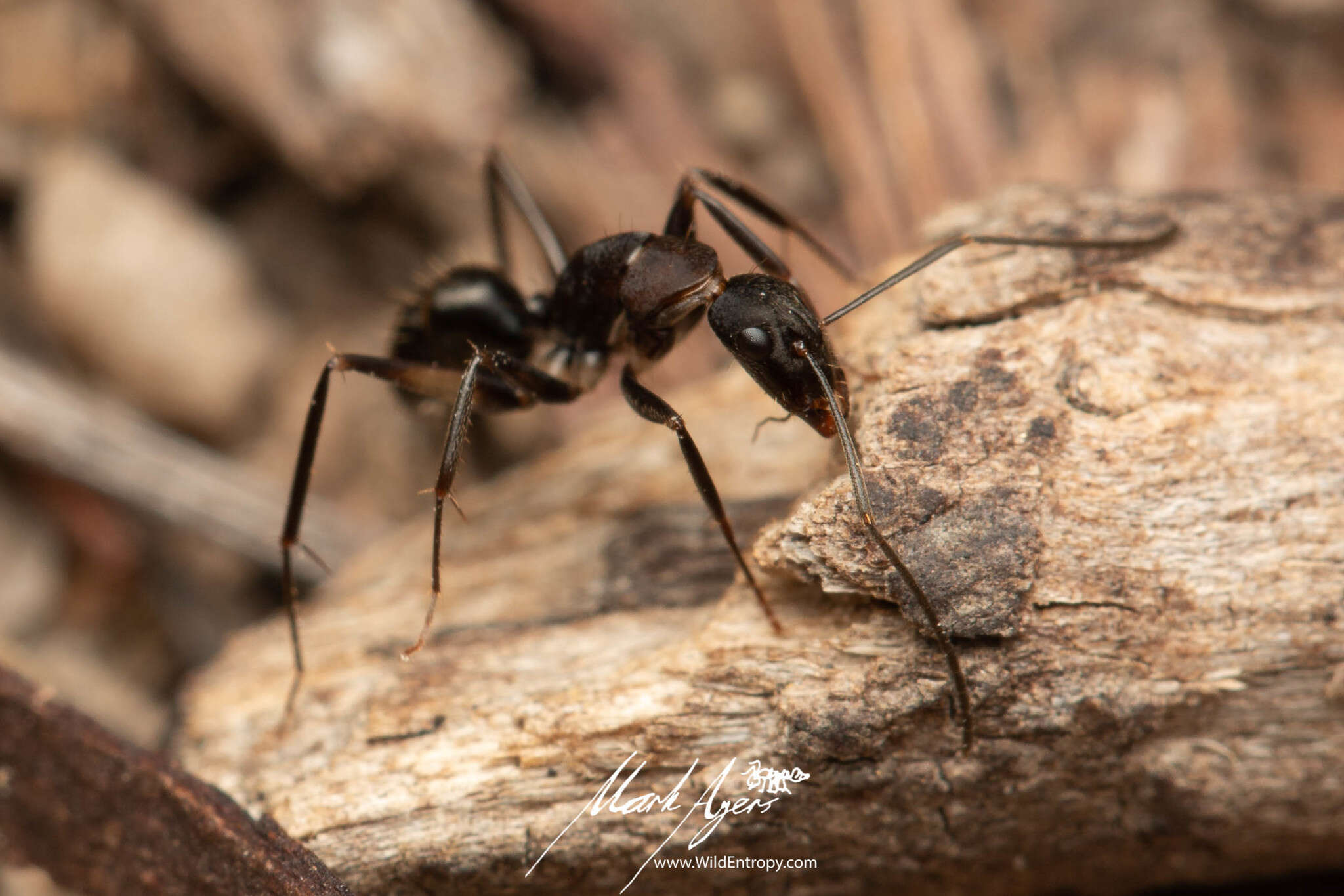 Image of Camponotus lividicoxis Viehmeyer 1925