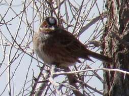 Image of Pine Bunting