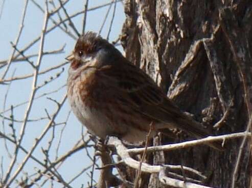 Image of Pine Bunting