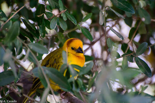 Image of Taveta Golden Weaver