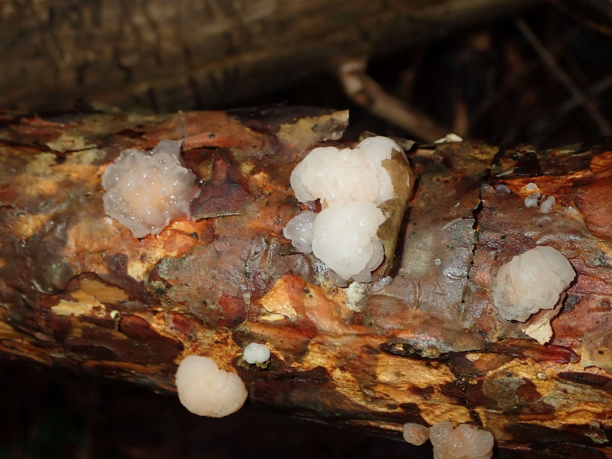 Image of Tremella encephala Pers. 1801