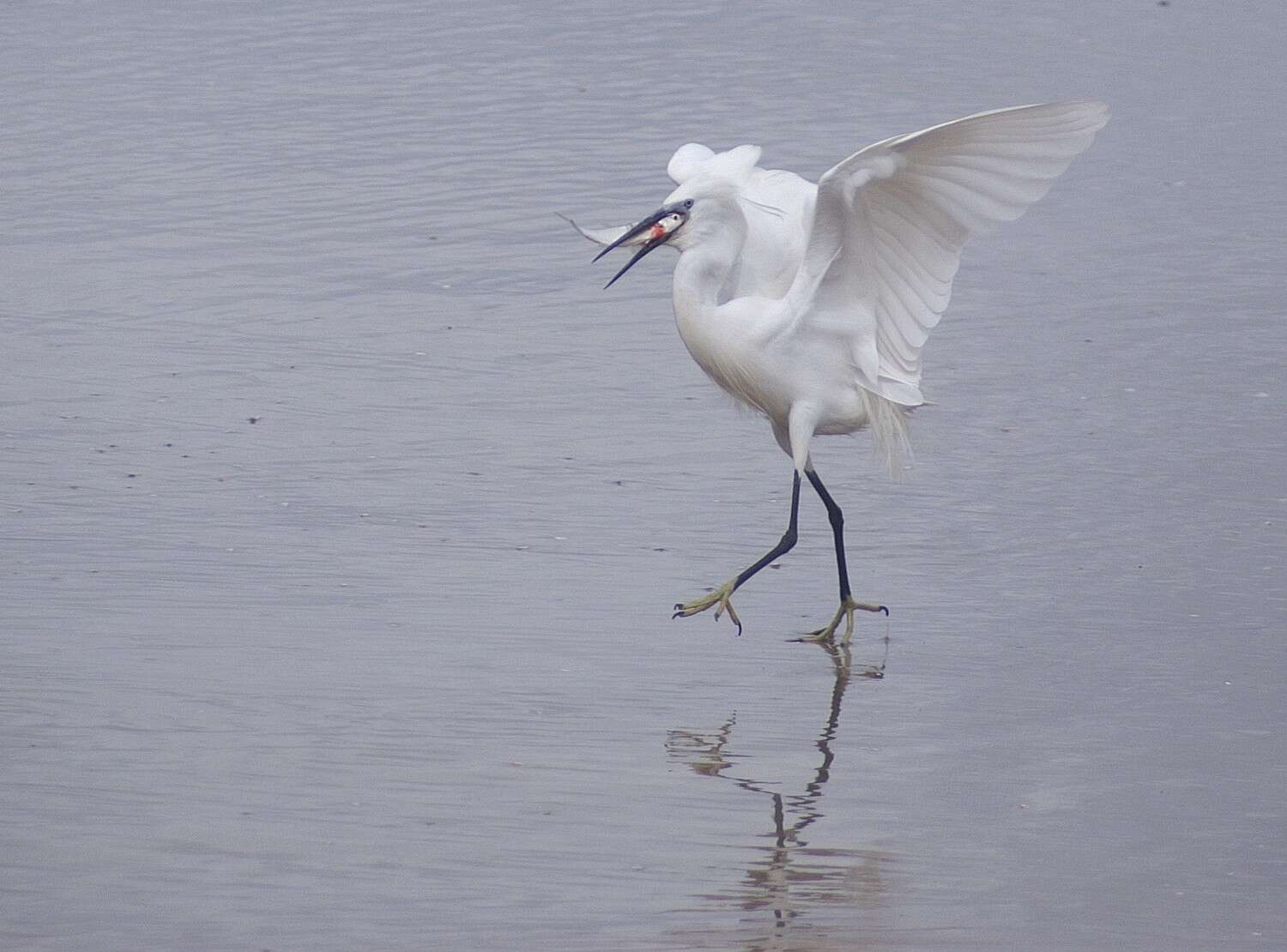 Image of Little Egret