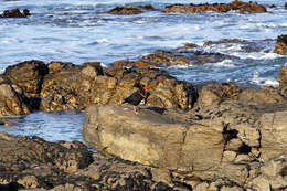 Image of African Black Oystercatcher