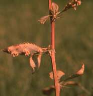 Image of Stem rust