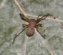 Image of Scytodes atlacoya Rheims, Brescovit & Durán-Barrón 2007