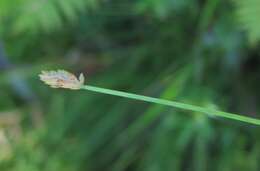 Image of Eleocharis wichurae Boeckeler