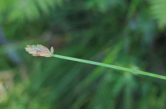 Image of Eleocharis wichurae Boeckeler