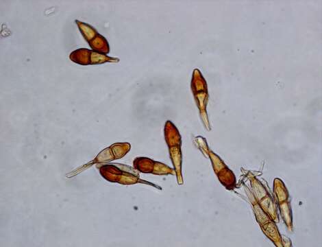 Слика од Puccinia graminis Pers. 1794