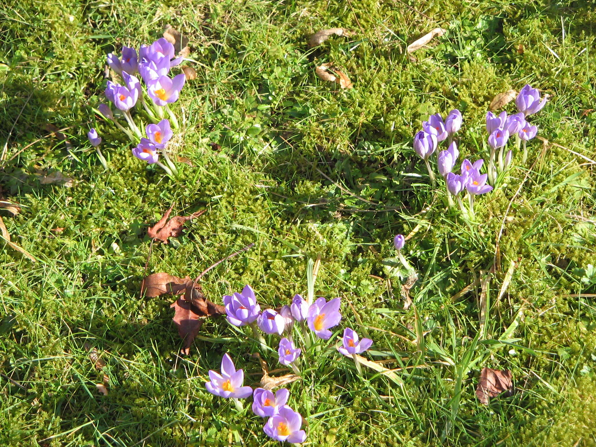 Plancia ëd Crocus etruscus Parl.