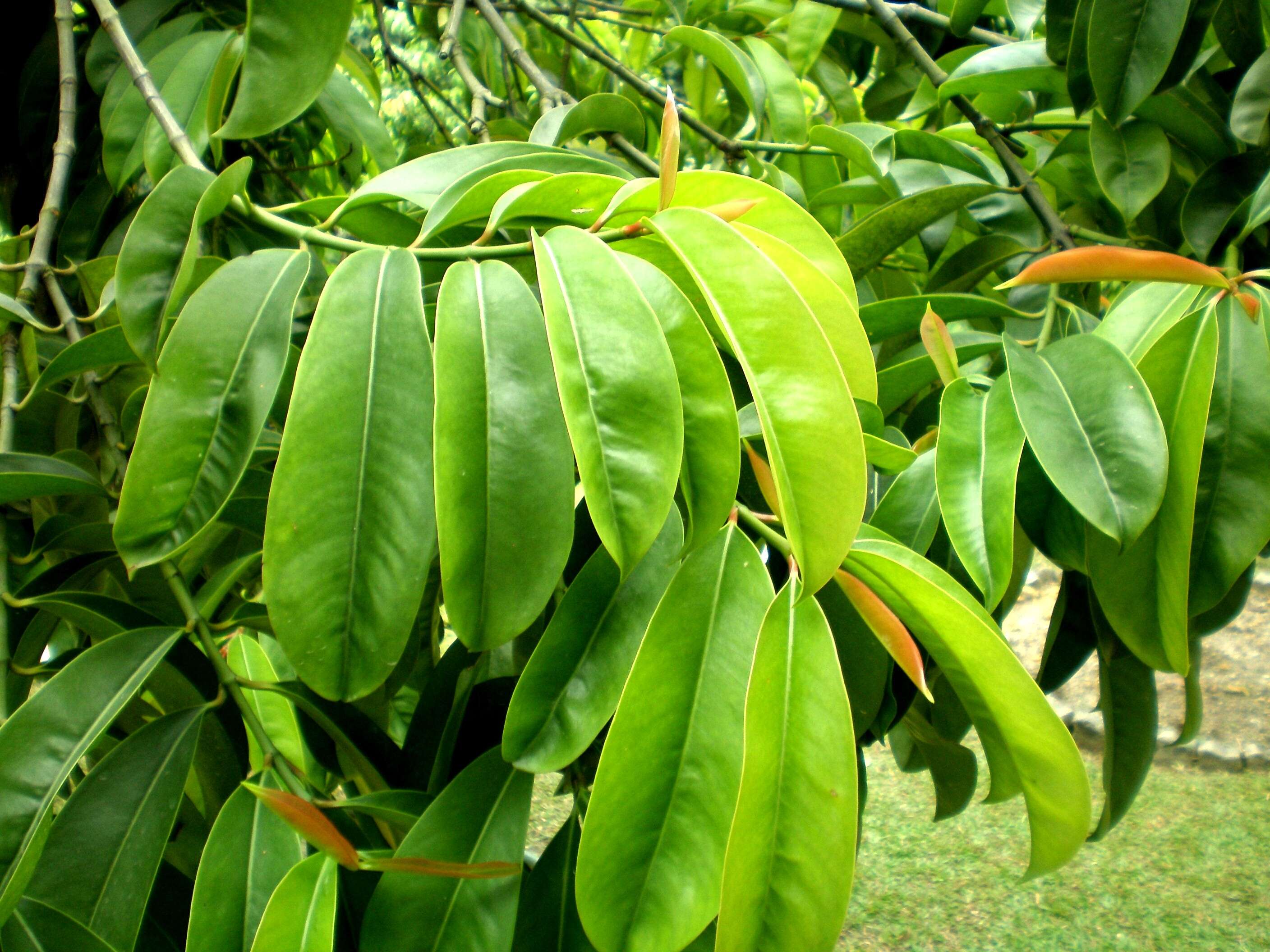 Image of Garcinia atroviridis Griff. ex T. Anders.