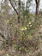 صورة Pimelea ligustrina Labill.