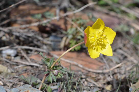 Image of Anemone biflora var. gortschakowii (Kar. & Kir.) Sinno