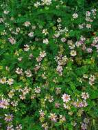 Image of crown vetch