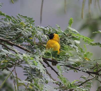 Image of Slender-billed Weaver