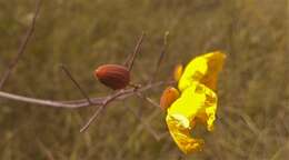 Imagem de Cochlospermum regium (Mart. & Schr.) Pilger