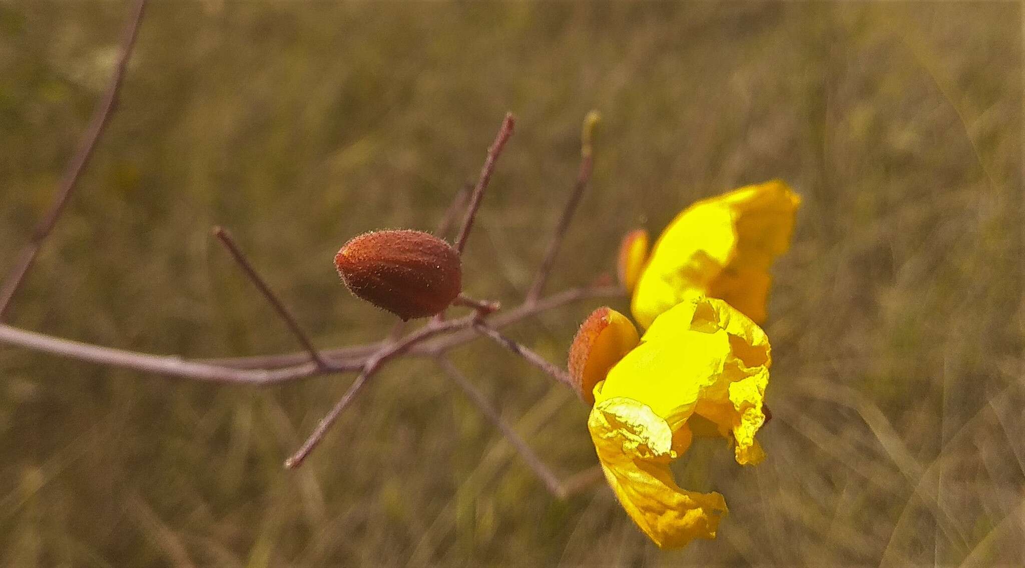 Imagem de Cochlospermum regium (Mart. & Schr.) Pilger