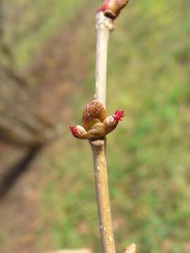 Image of Cobnut