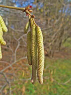 Image of Cobnut