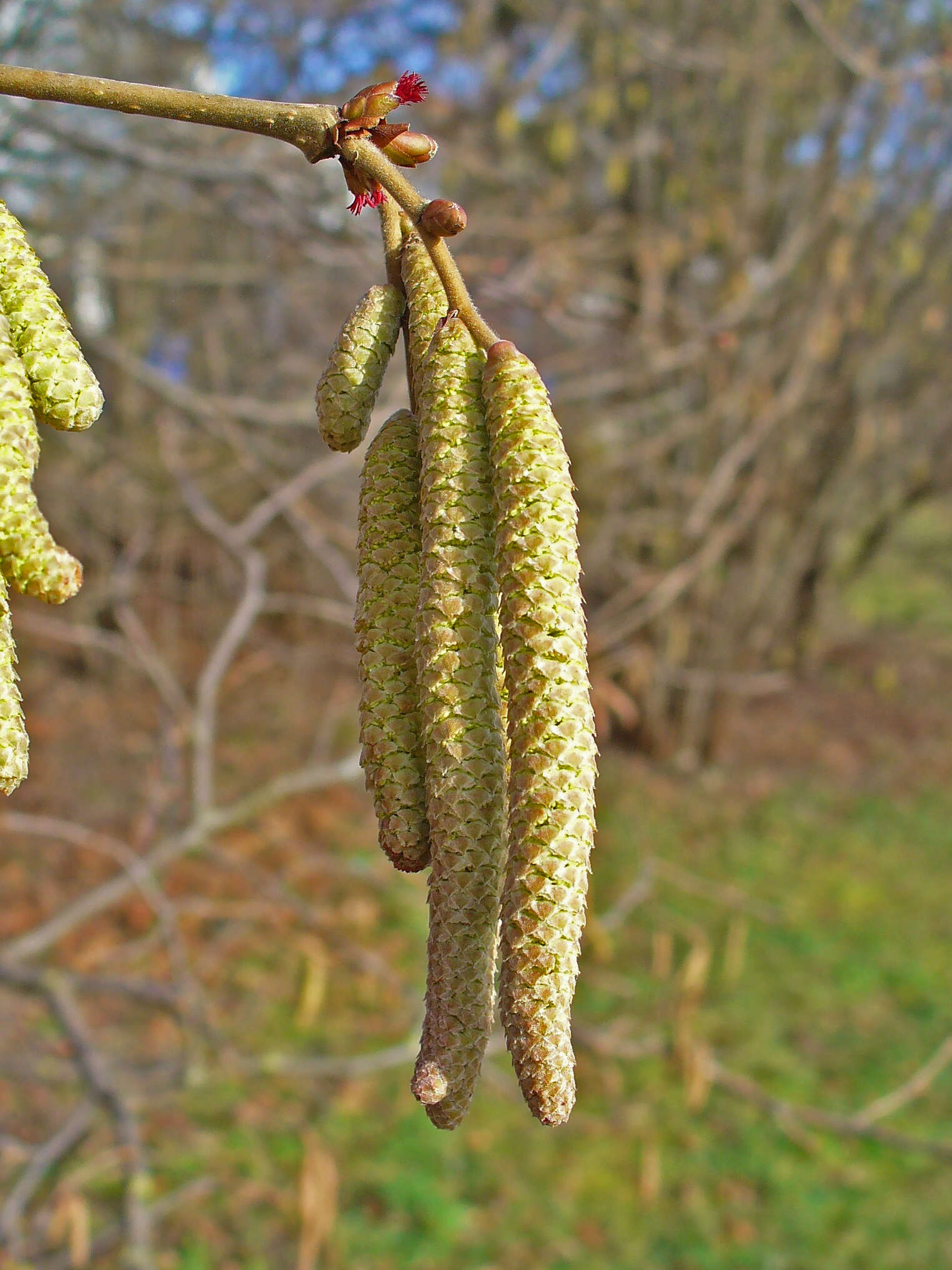 Image of Cobnut