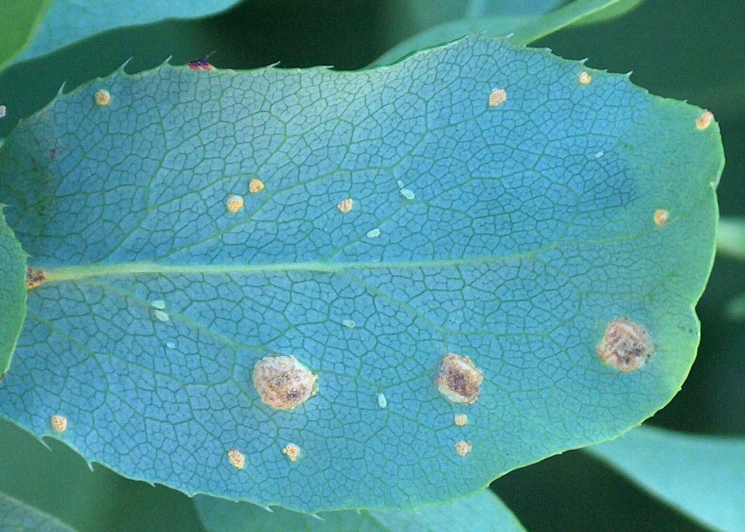 Image of Stem rust