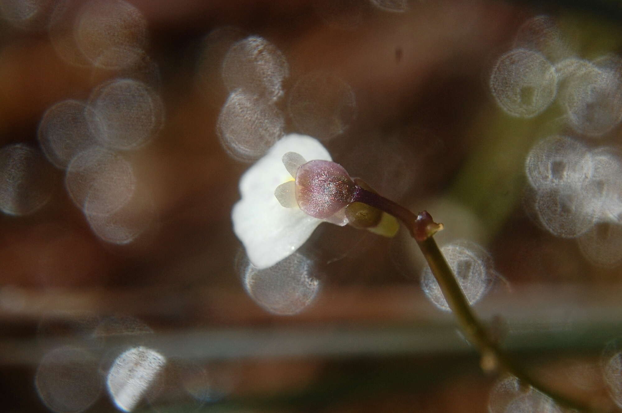 Utricularia linearis H. Wakab. resmi