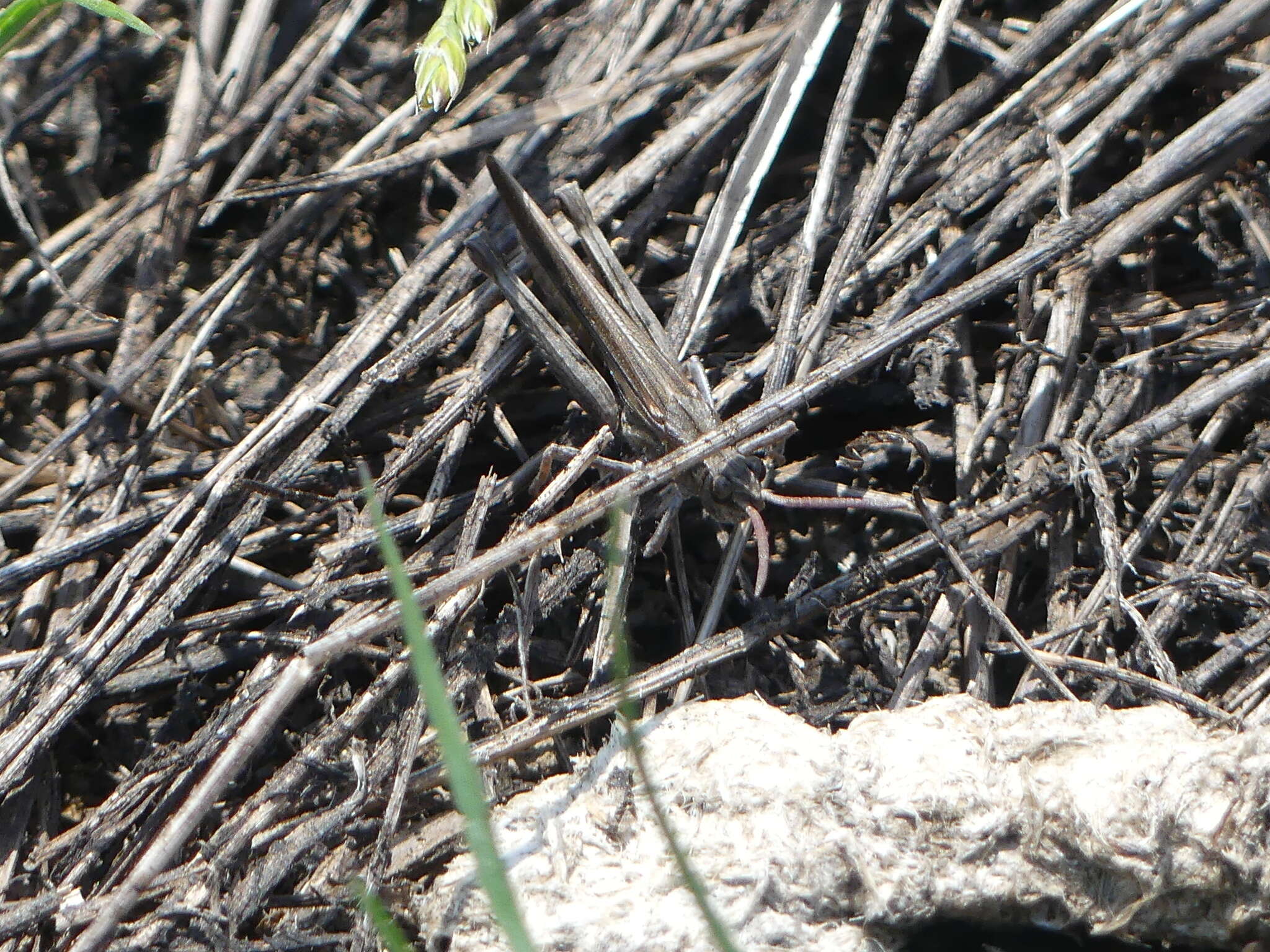 Chimarocephala elongata Rentz & D. C. F. 1977的圖片