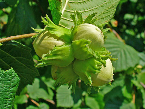 Image of Cobnut