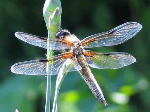 Image of Four-spotted Chaser