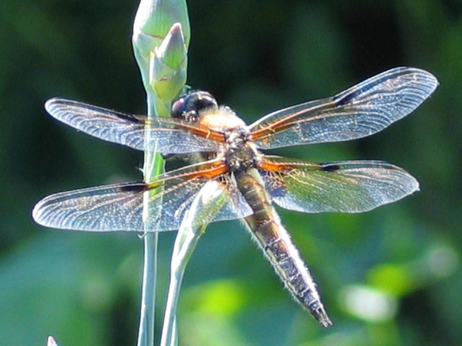 Image of Four-spotted Chaser