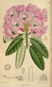 Rhododendron argyrophyllum Franch. resmi