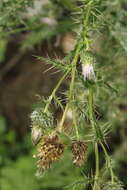 Image of Cirsium echinus (M. Bieb.) Hand.-Mazz.