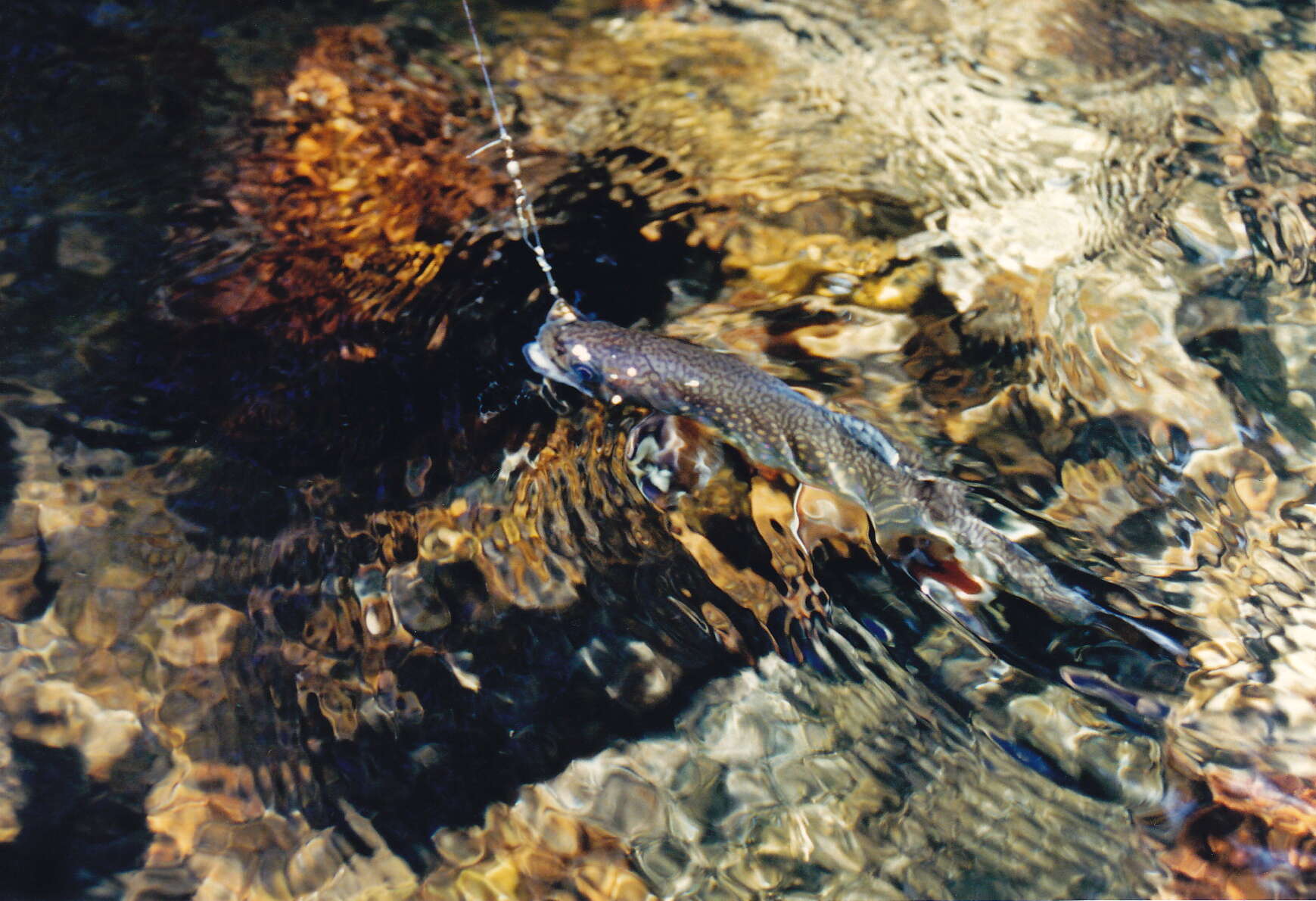 Image de saumon de fontaine