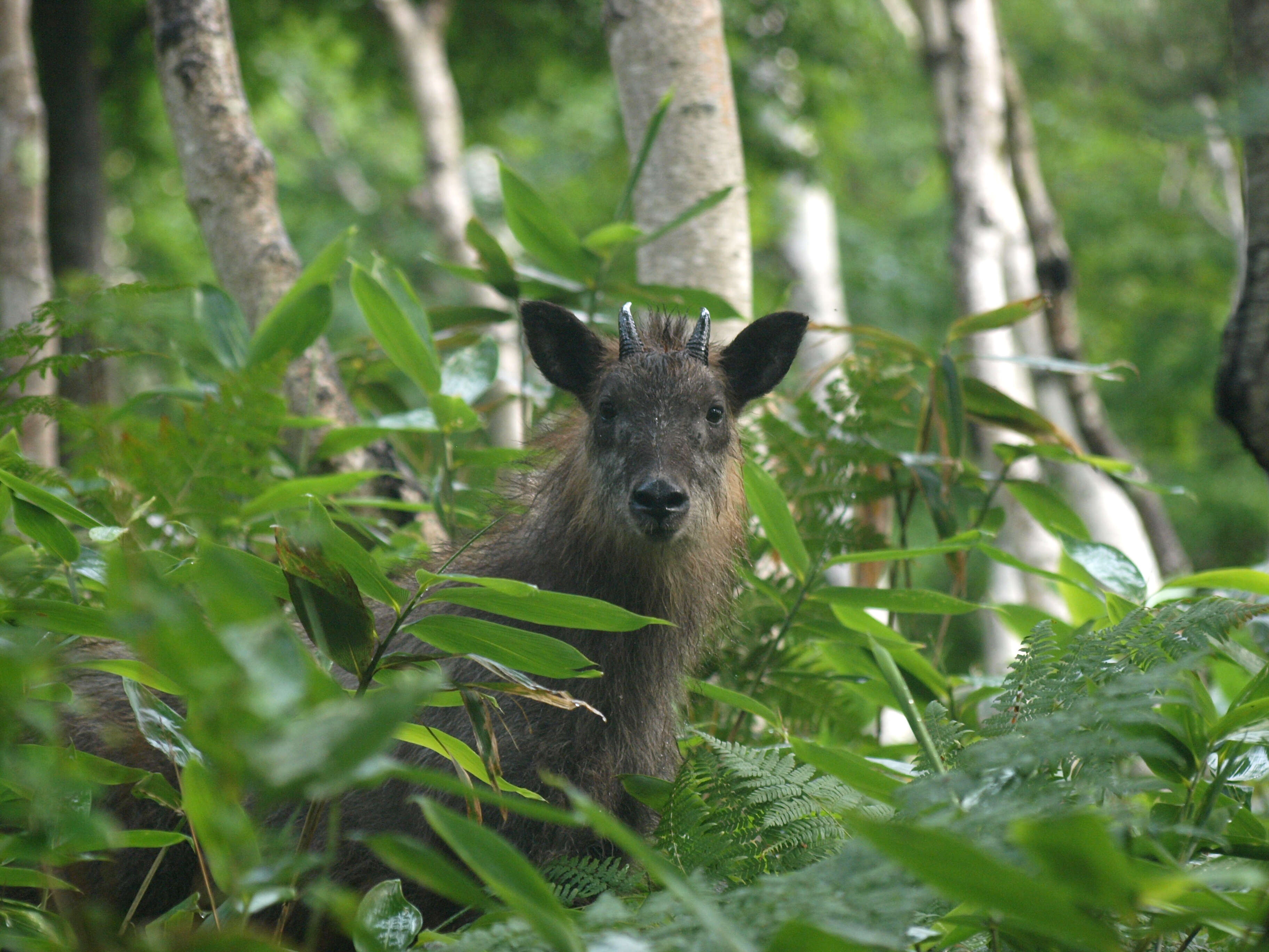 Image of Japanese Serow