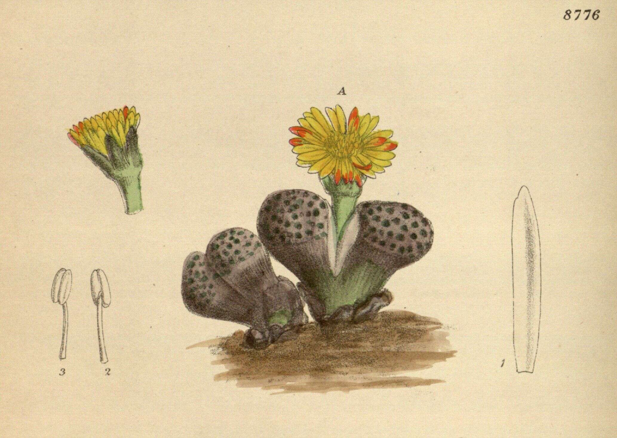 Image of Lithops fulviceps (N. E. Br.) N. E. Br.